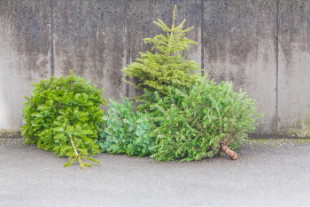 Entsorgte Weihnachtsbäume nach Weihnachten