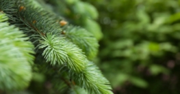 Damit ein Weihnachtsbaum für die komplette Weihnachtszeit sein schönes Nadelkleid behält, gibt es einzelne Pflegetipps um den perfenten Baum zu erhalten.